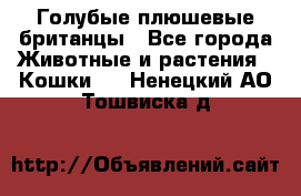 Голубые плюшевые британцы - Все города Животные и растения » Кошки   . Ненецкий АО,Тошвиска д.